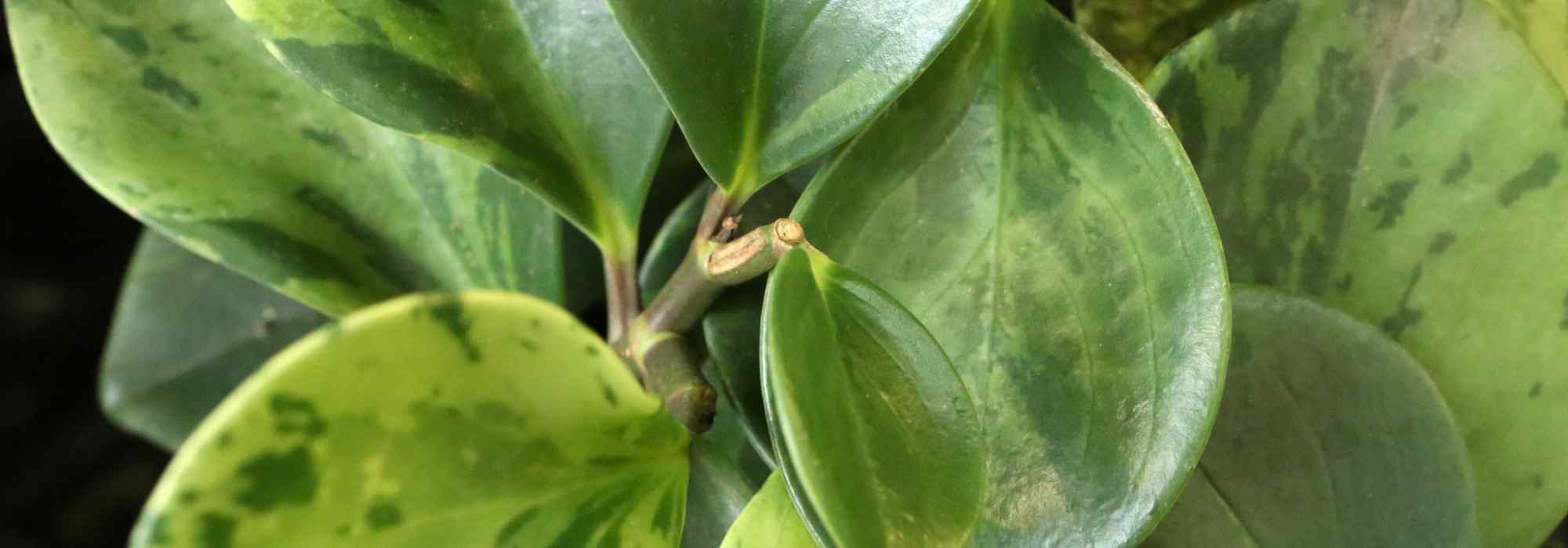 Krankheiten und Parasiten der Peperomie