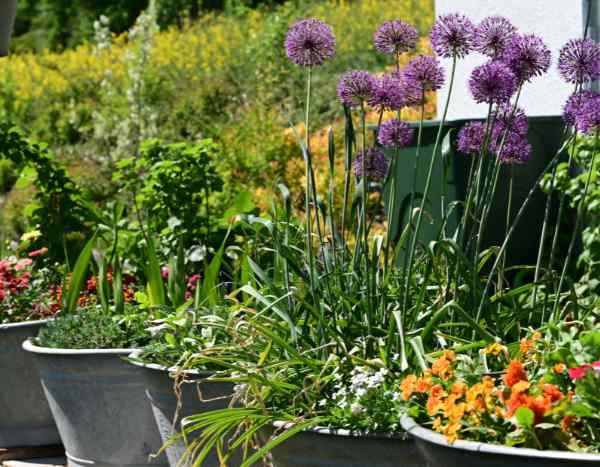 Allium im Topf pflanzen?