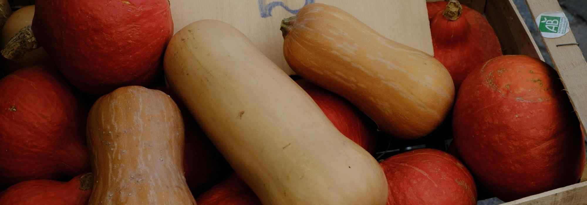 Bisam-Kürbis vs. Riesen-Kürbis: Beet & Küche