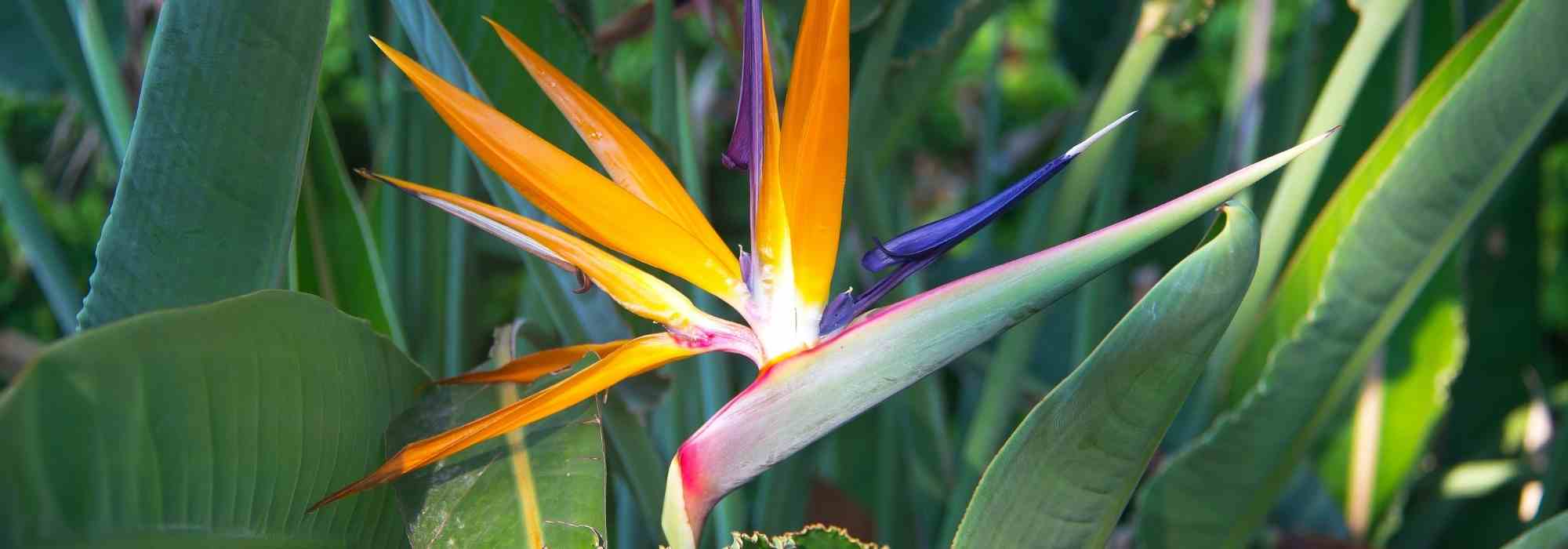 Meine Paradiesvogelblume blüht nicht: Ursachen und Lösungen