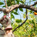 Orangenbaum-Rückschnitt: wann, wie?