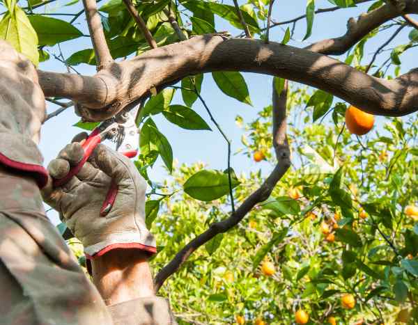 Orangenbaum-Rückschnitt: wann, wie?