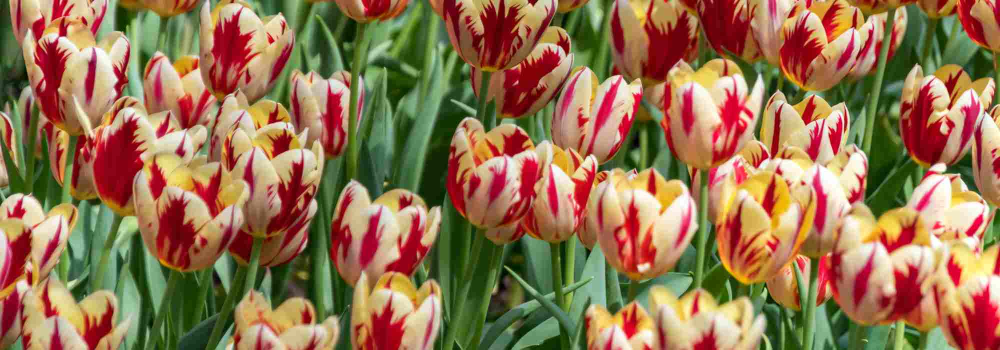 Zweifarbige Tulpen wählen: prächtige Blüte im Frühling?