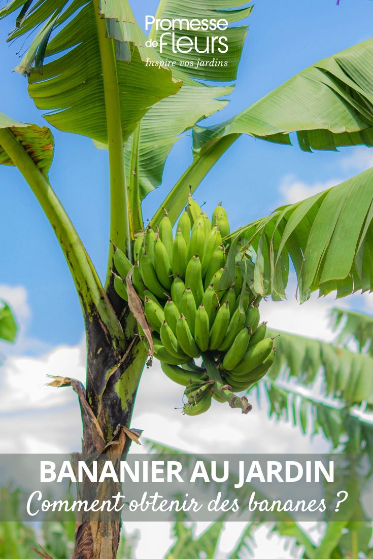 eine Banane