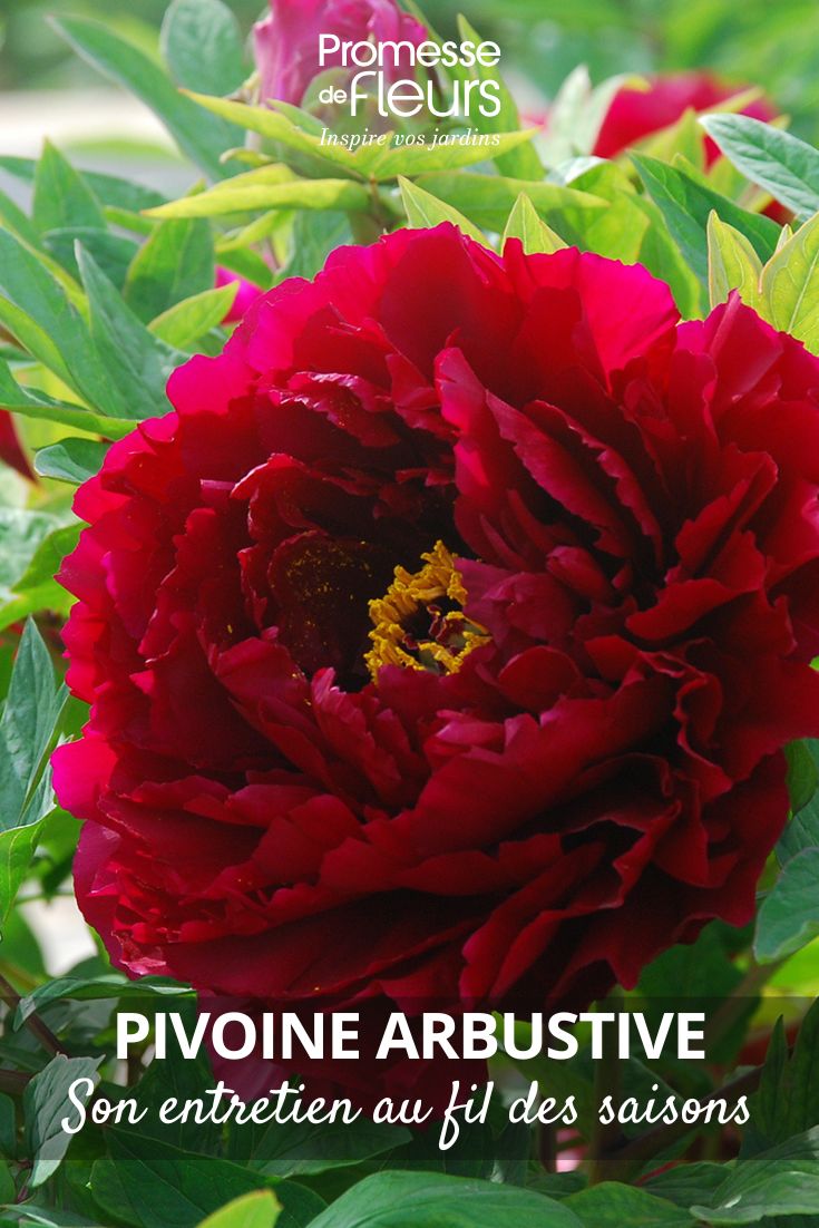 Strauch-Pfingstrose 'The Best Inkstone' (Mo Run Jue Lun)