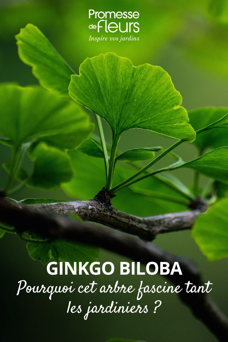 Ginkgoblatt