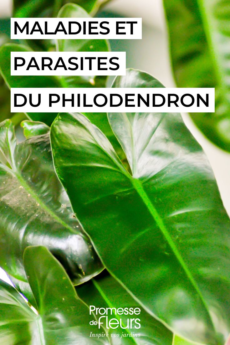 Philodendronblätter
