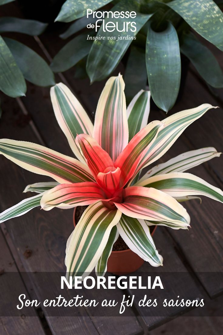 Neoregelia