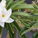 Madagaskarpalme kultivieren und pflegen