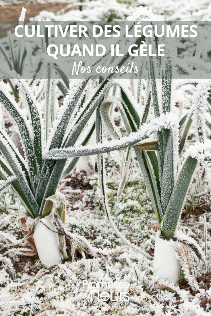 Winterporree im Gemüsegarten