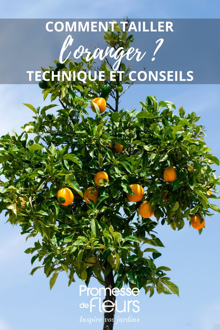 Ein als Kugel geschnittener Orangenbaum
