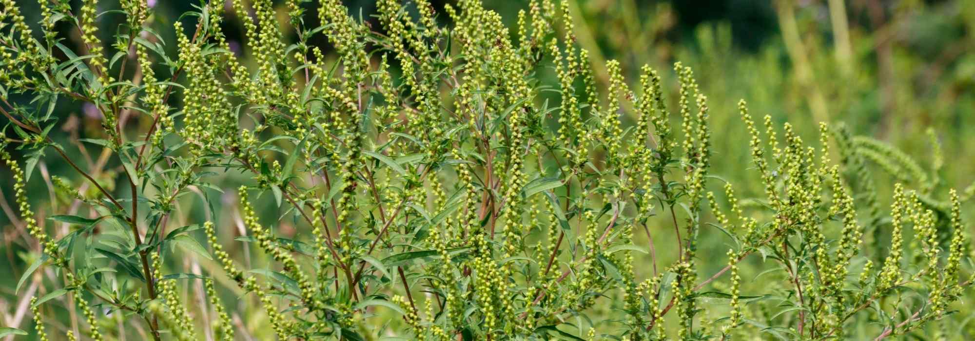 Mexikanischer Tee im Garten natürlich bekämpfen?