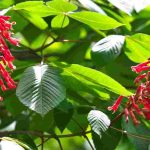 7 Bäume mit roten Blüten für einen leuchtenden Garten!