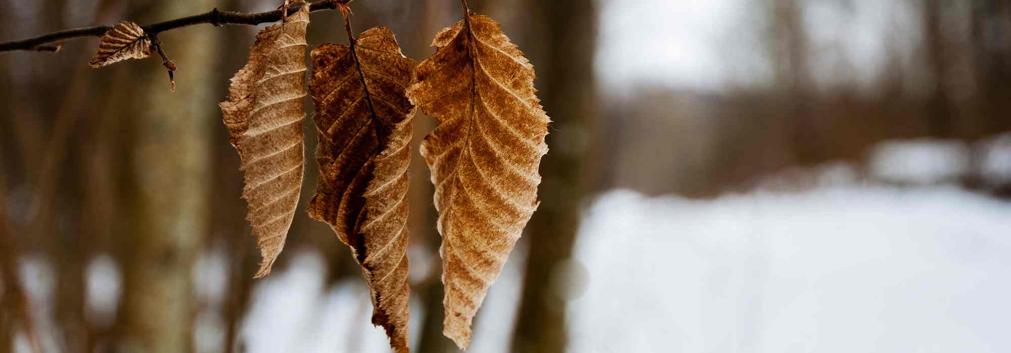 Marzeszentes Laub: Pluspunkt im Wintergarten