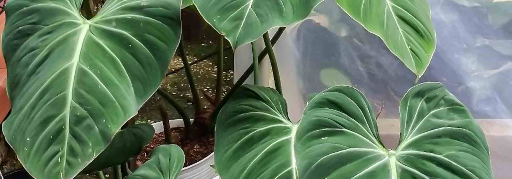 Krankheiten und Parasiten des Philodendrons