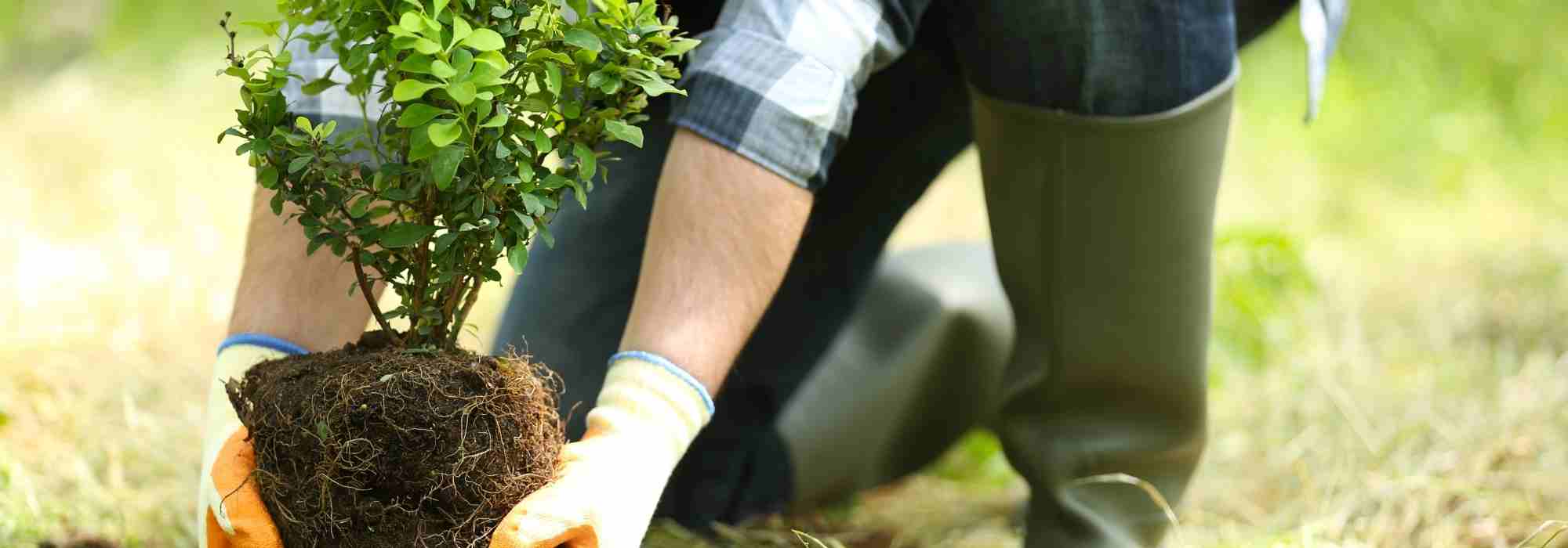 Pflanzen für den Neuanfang: Heilkraft der Pflanzen