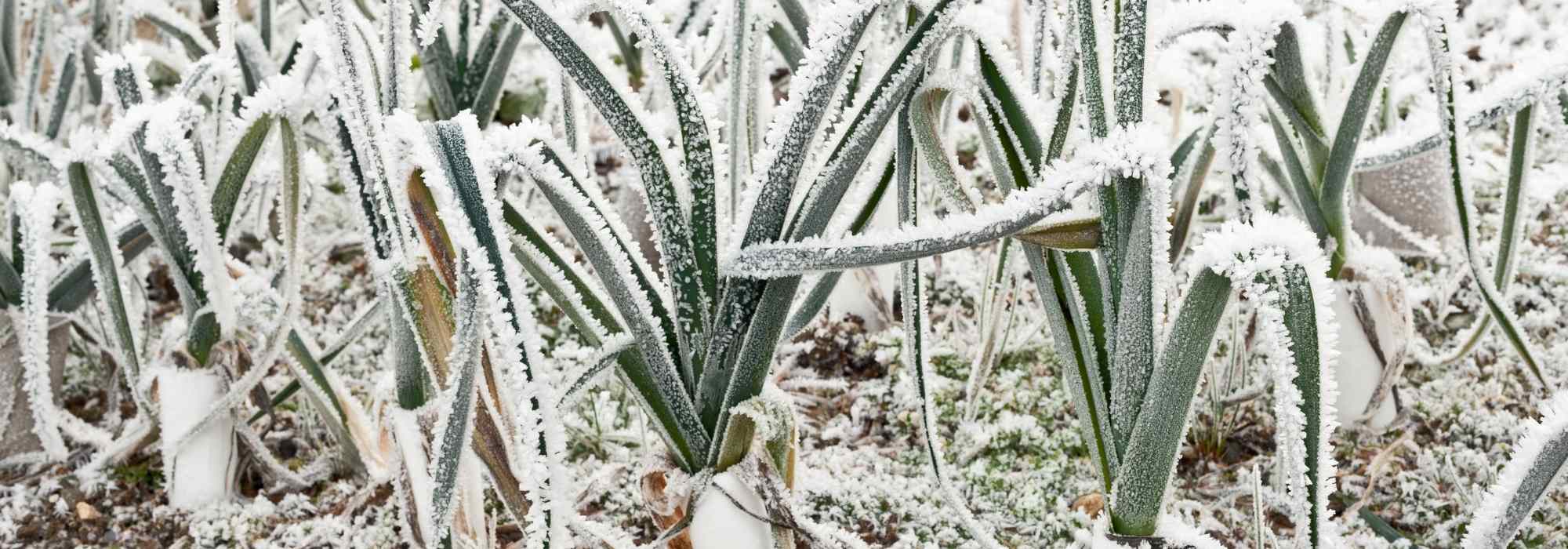 Welches Gemüse wächst bei Frost?