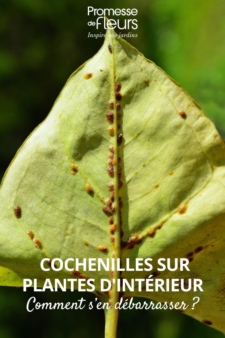 Schildläuse (Coccoidea) unter einem Blatt