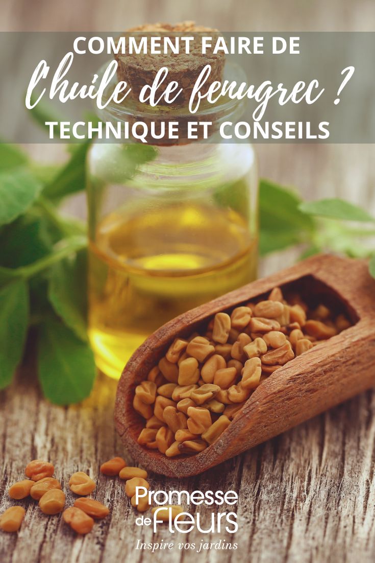 Bockshornkleeöl selbst herstellen