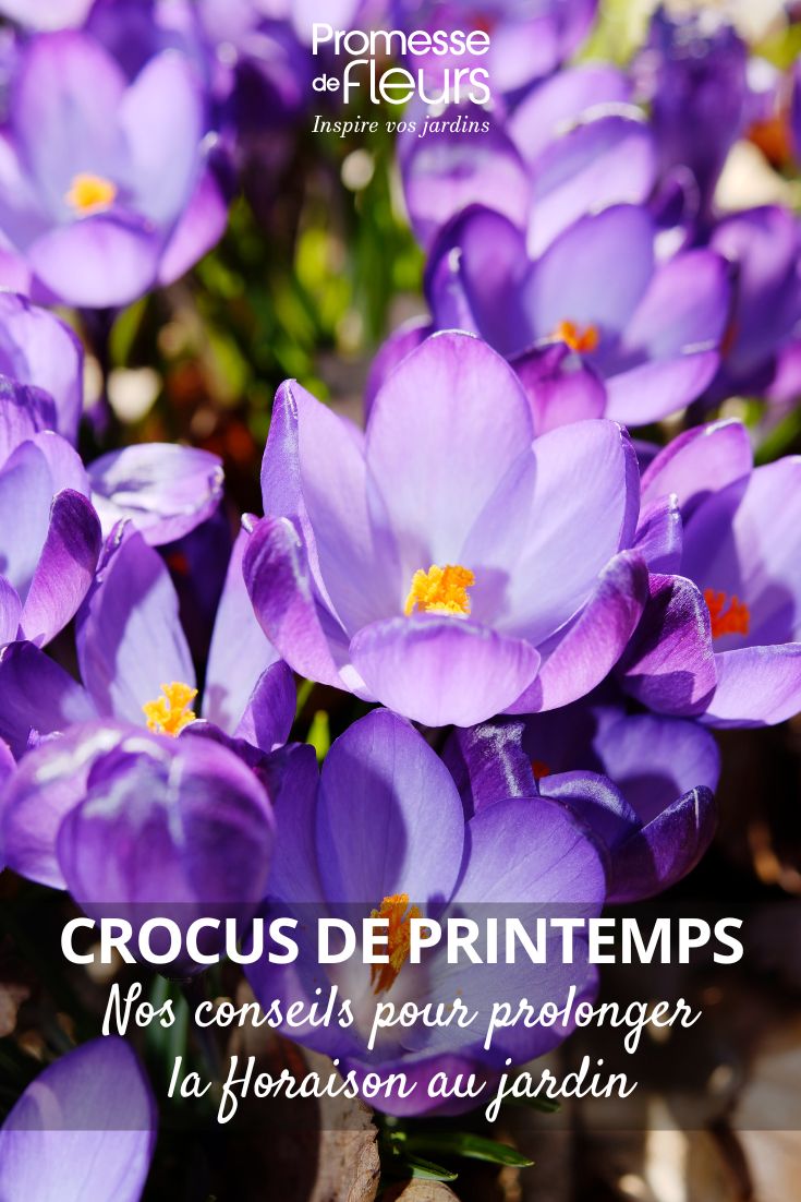 violetter Krokus