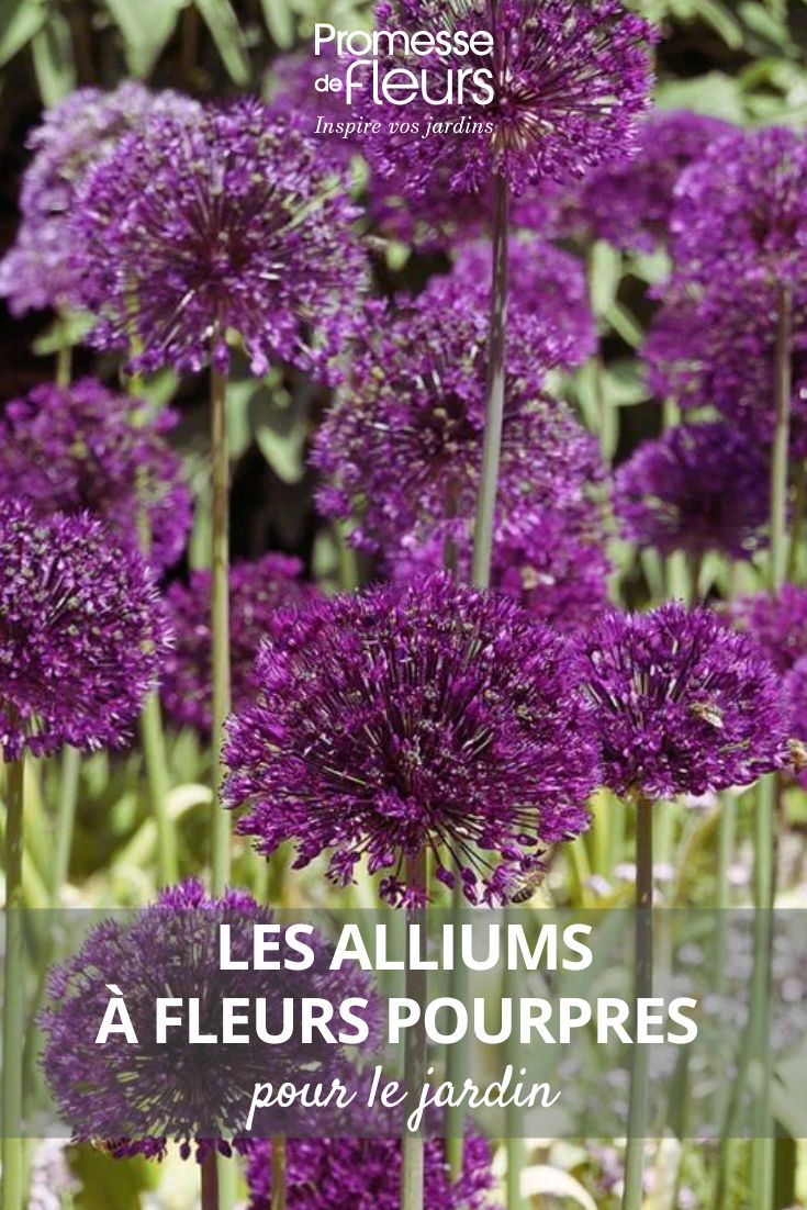 Zierlauch – Allium aflatunense 'Purple Sensation'