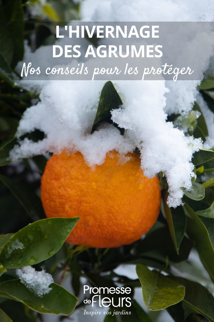 Orangenbaum im Schnee