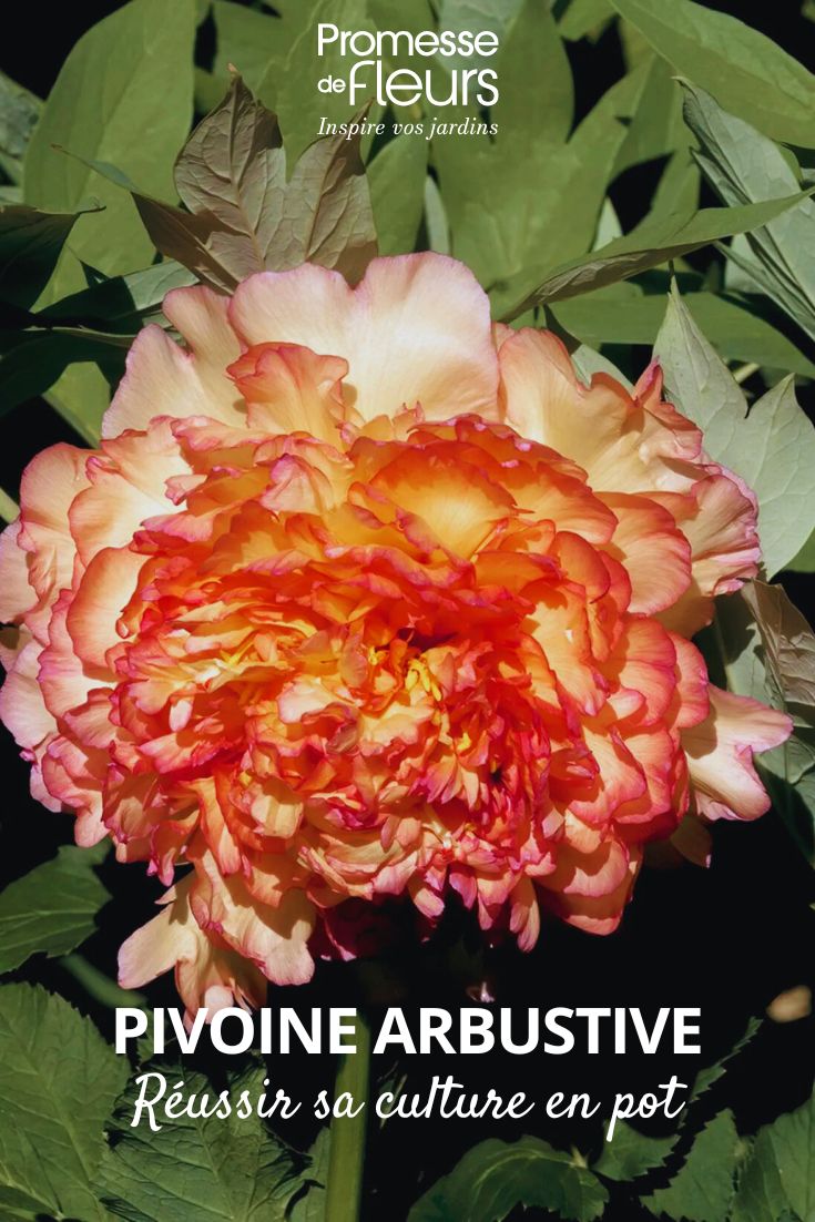 Strauch-Pfingstrose 'Jin Ge' – Paeonia suffruticosa