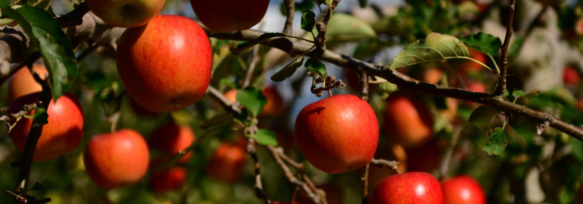 Ganzjährig Obst ernten: möglich?