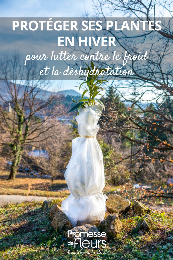 Wintervlies über Pflanze