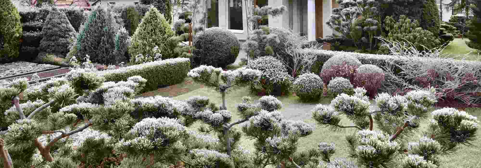 Koniferen im Garten: natürliche Winterkombis!