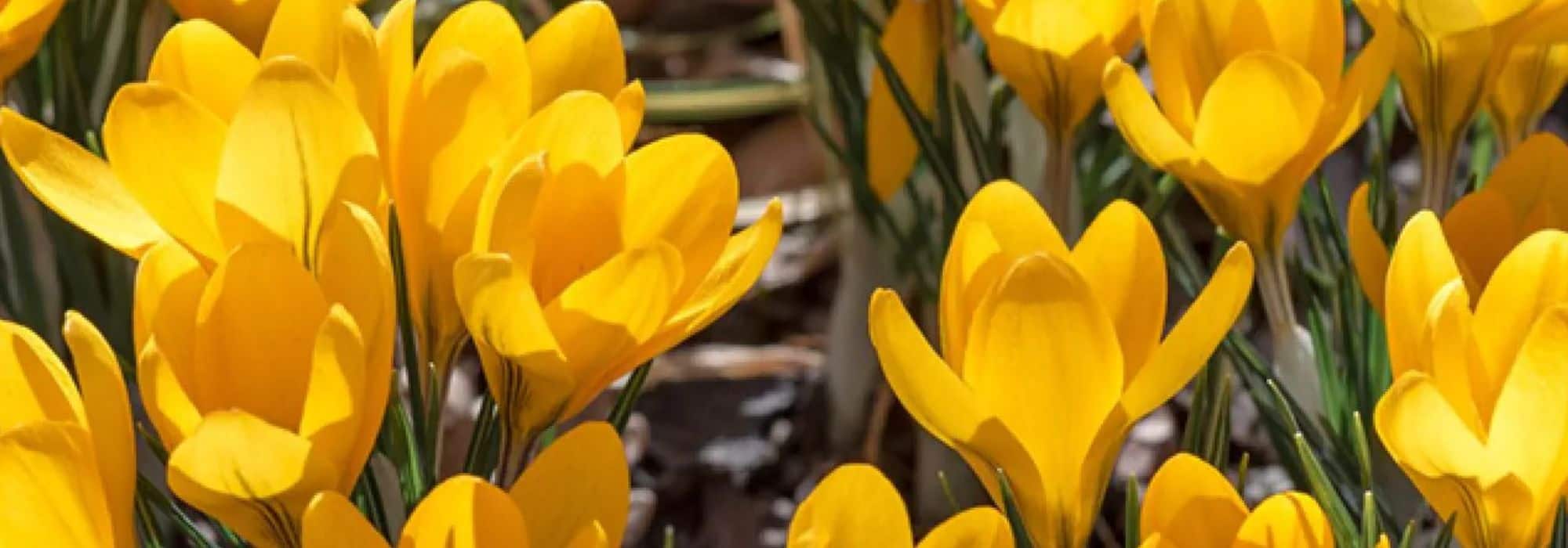Frühlings-Krokus: Längere Blüte im Garten?
