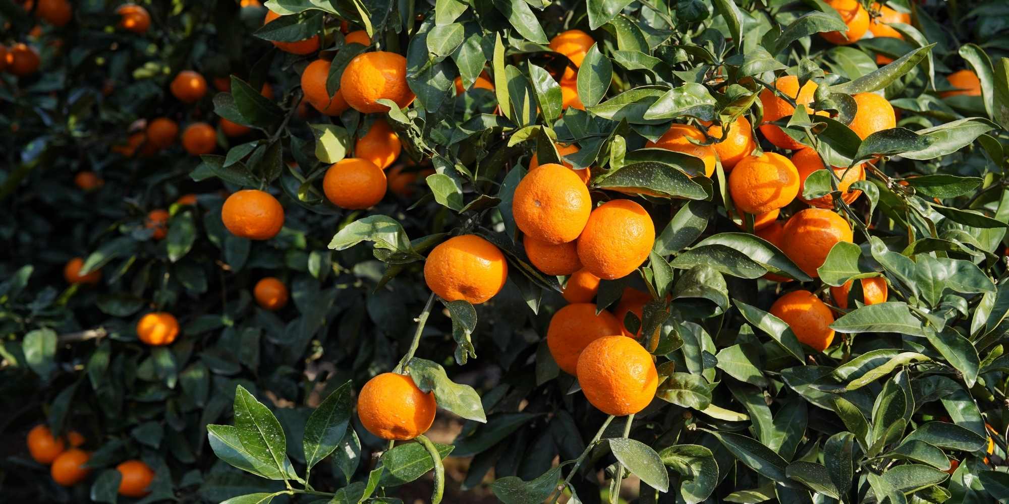 Zitrusfrucht im Freiland: Fruchtbildung fördern?
