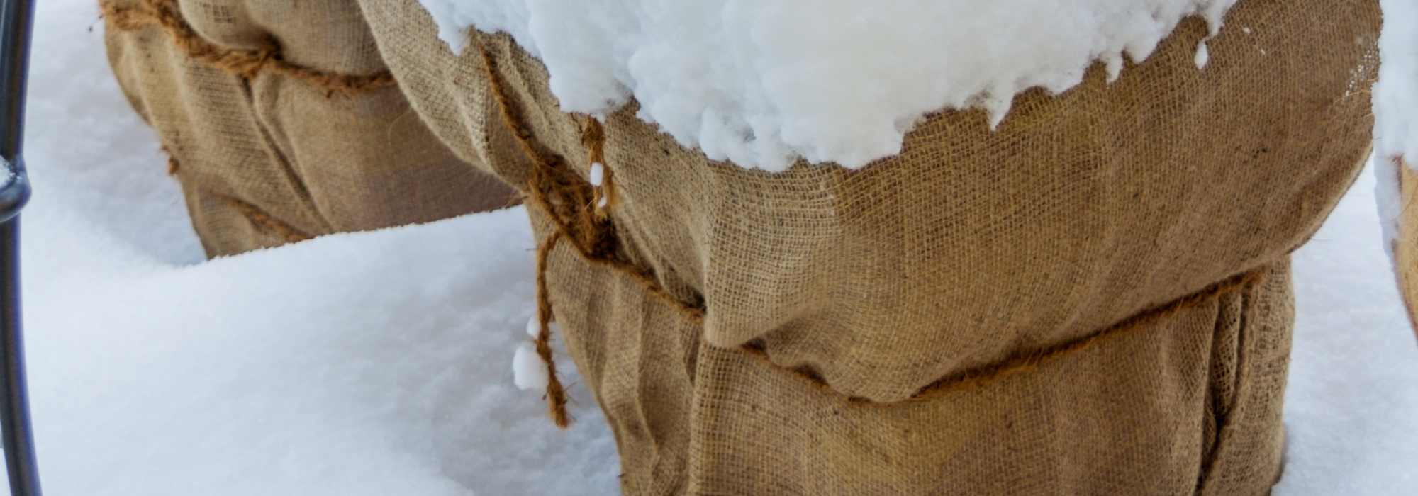 Pflanzen im Winter: Schutz vor Kälte, Austrocknung