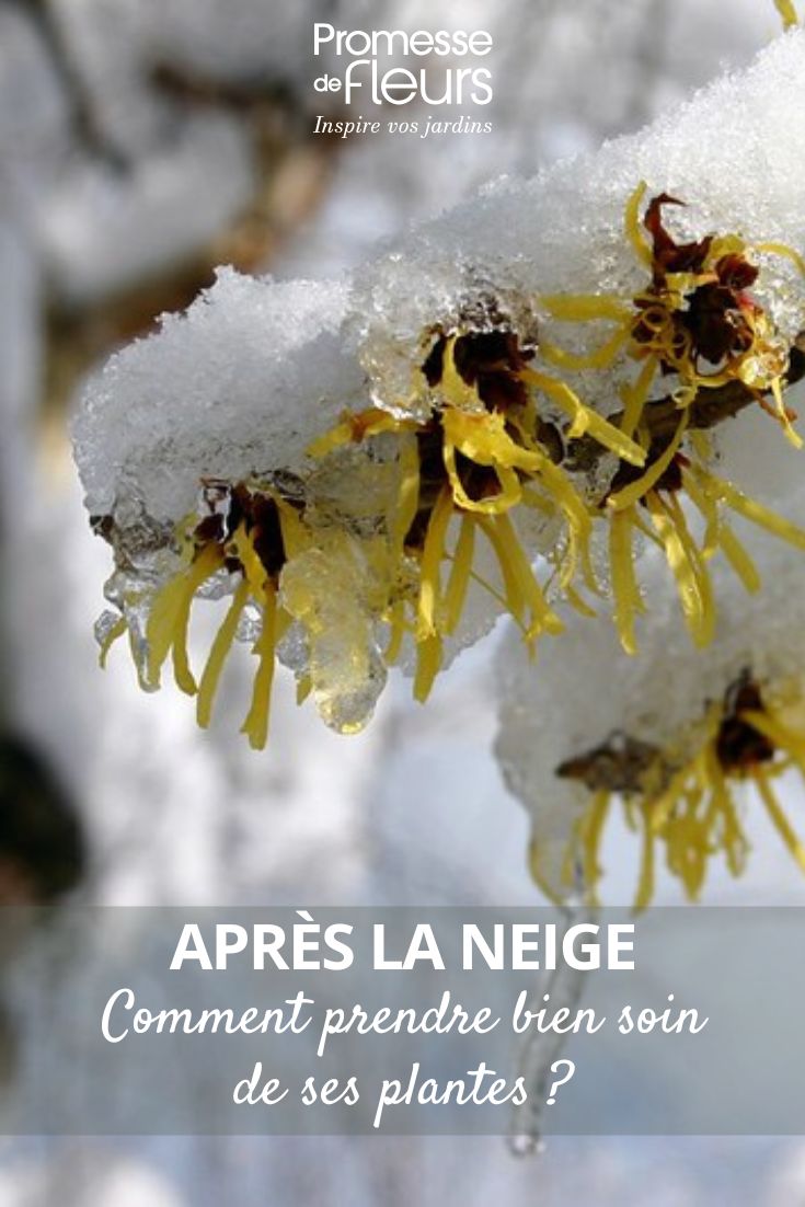 Pflanzen nach Schneefall im Garten helfen