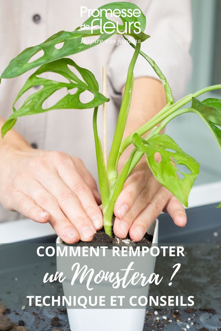 Fensterblatt umtopfen: Wann und wie?