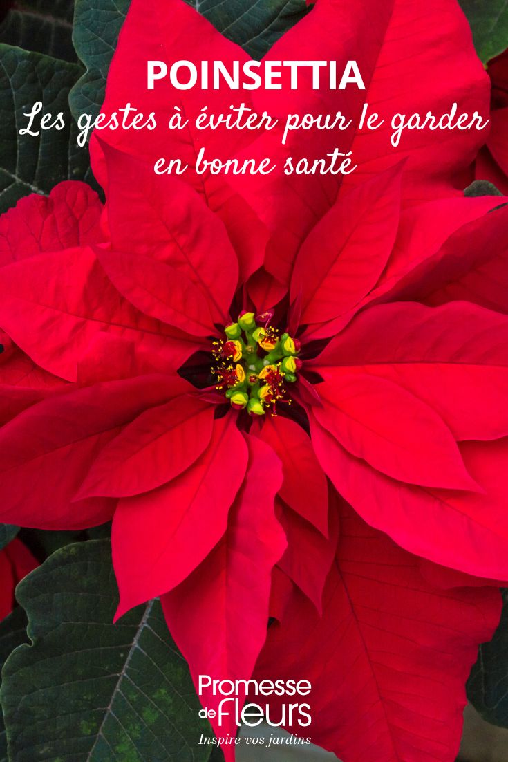 Weihnachtsstern: Diese Fehler vermeiden