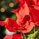 Poinsettia: Fehler vermeiden, Blüte strahlend halten
