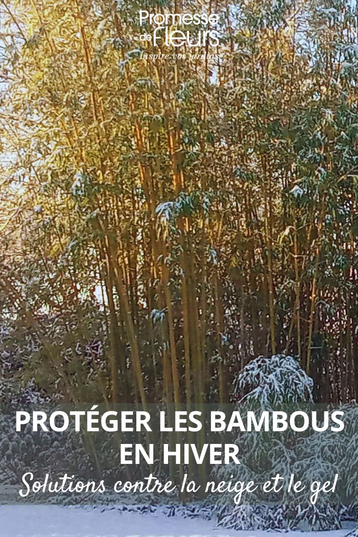 Bambus vor Schnee schützen