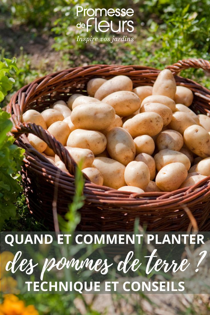 Unsere Tipps zum Kartoffelanbau