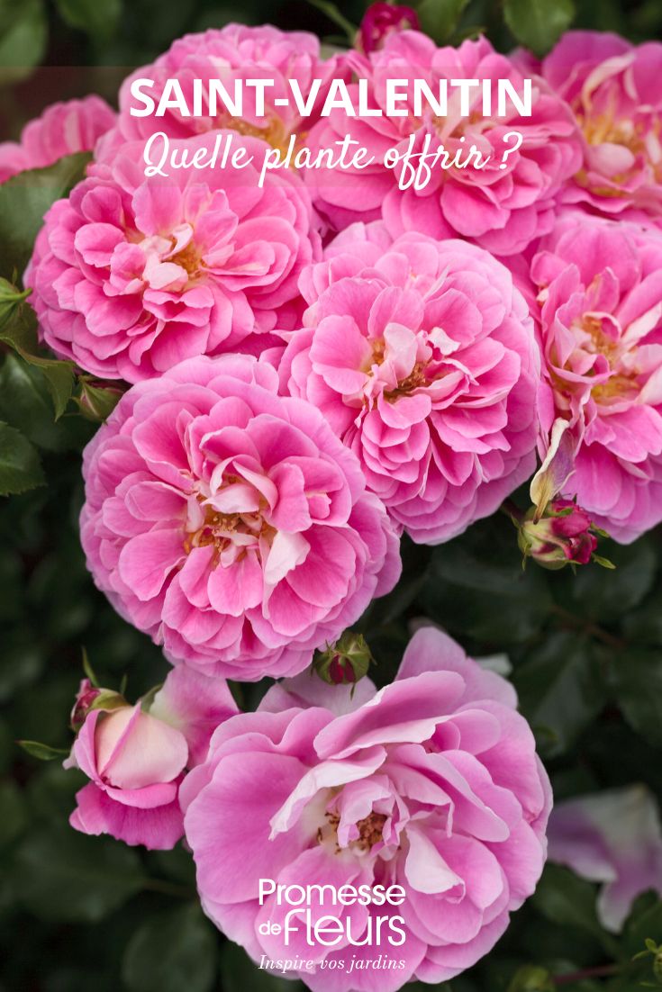 Rose LOVELY PINK ® Meinoplius