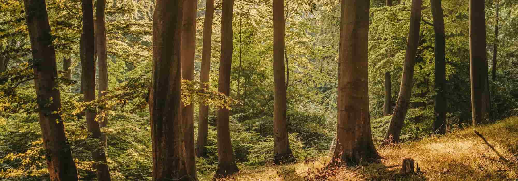 Waldtherapie: Bäume spüren, atmen, entspannen