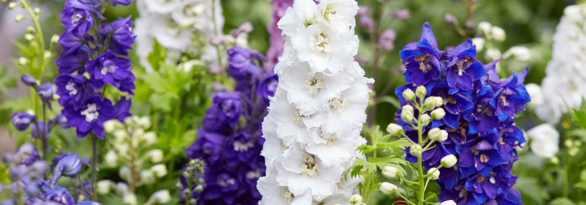 Delphinium wählen: Tipps