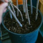 Herbstliche Stecklinge aus verholzten Trieben ziehen?