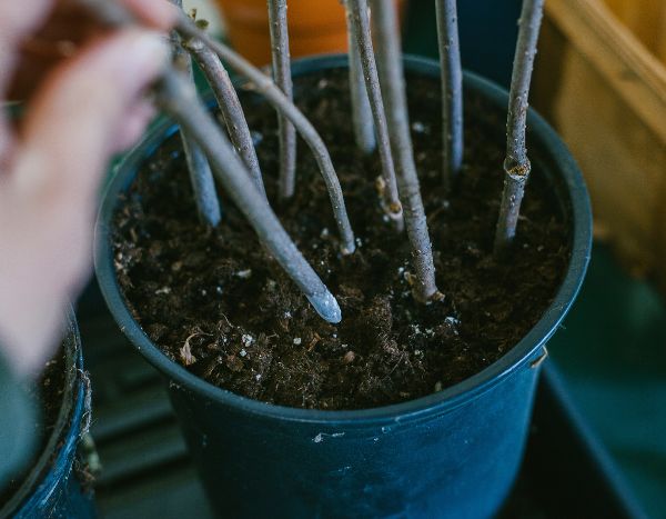 Herbstliche Stecklinge aus verholzten Trieben ziehen?