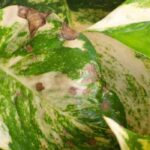 Krankheiten und Parasiten des Pothos