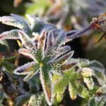 Frostempfindliche Pflanzen: Wo vor Kälte schützen?