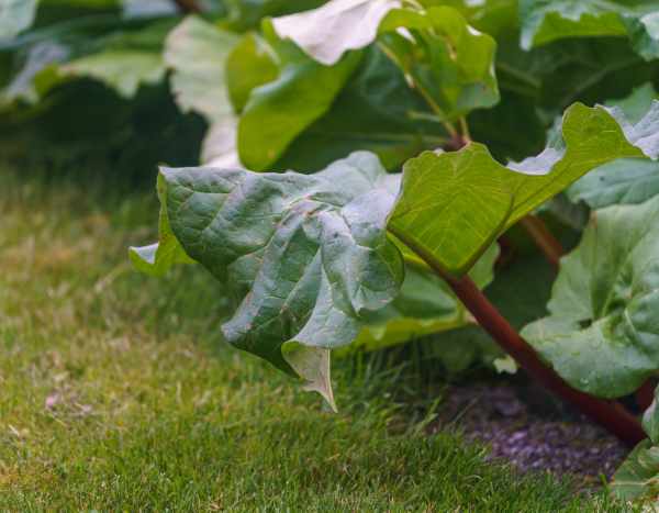 Warum und wie Rhabarber im Winter schützen?
