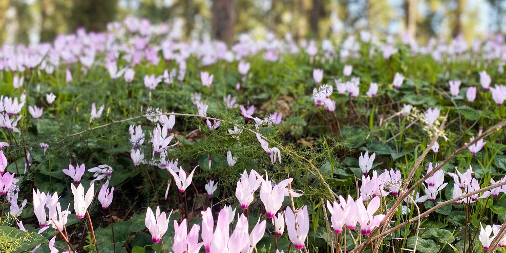 Frühblühende Stauden: Schnell aus dem Winter!