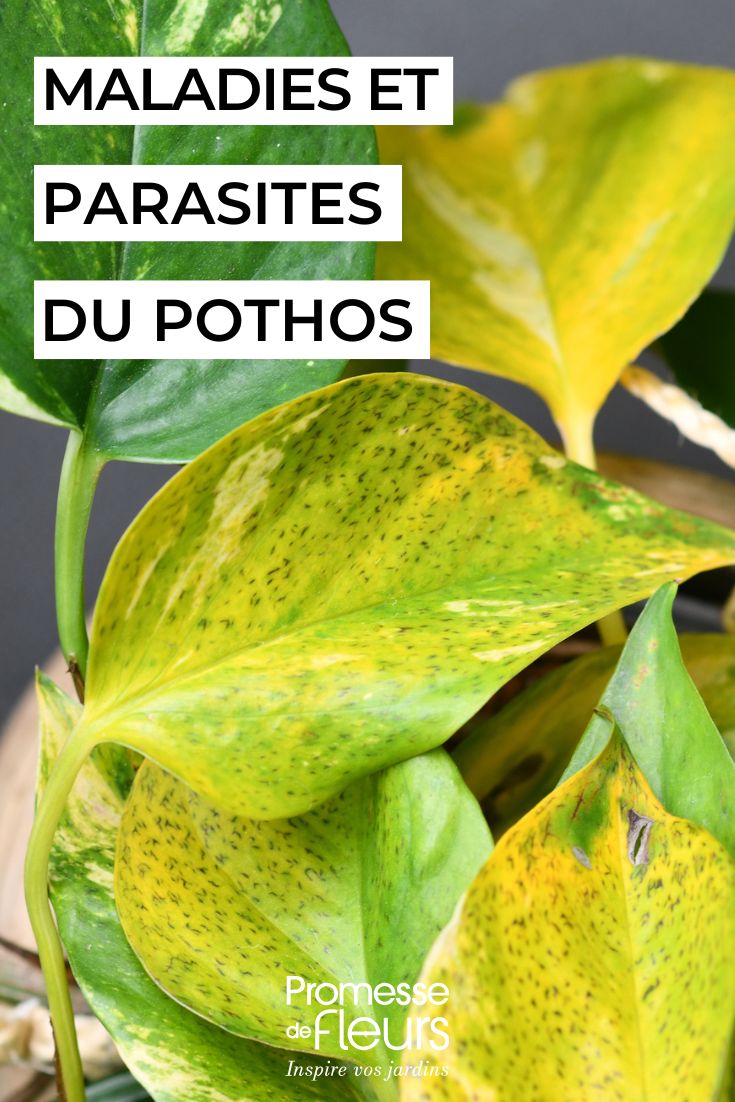 Pothos pflegen