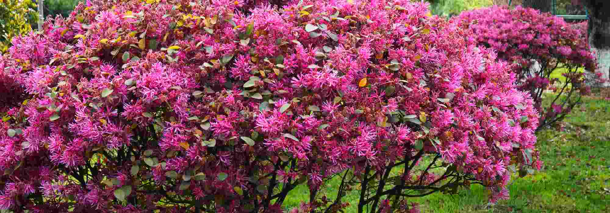 Welcher Riemenblüte für den Garten?